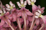 Swamp milkweed